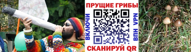 Галлюциногенные грибы мухоморы  сколько стоит  KRAKEN вход  Новозыбков 